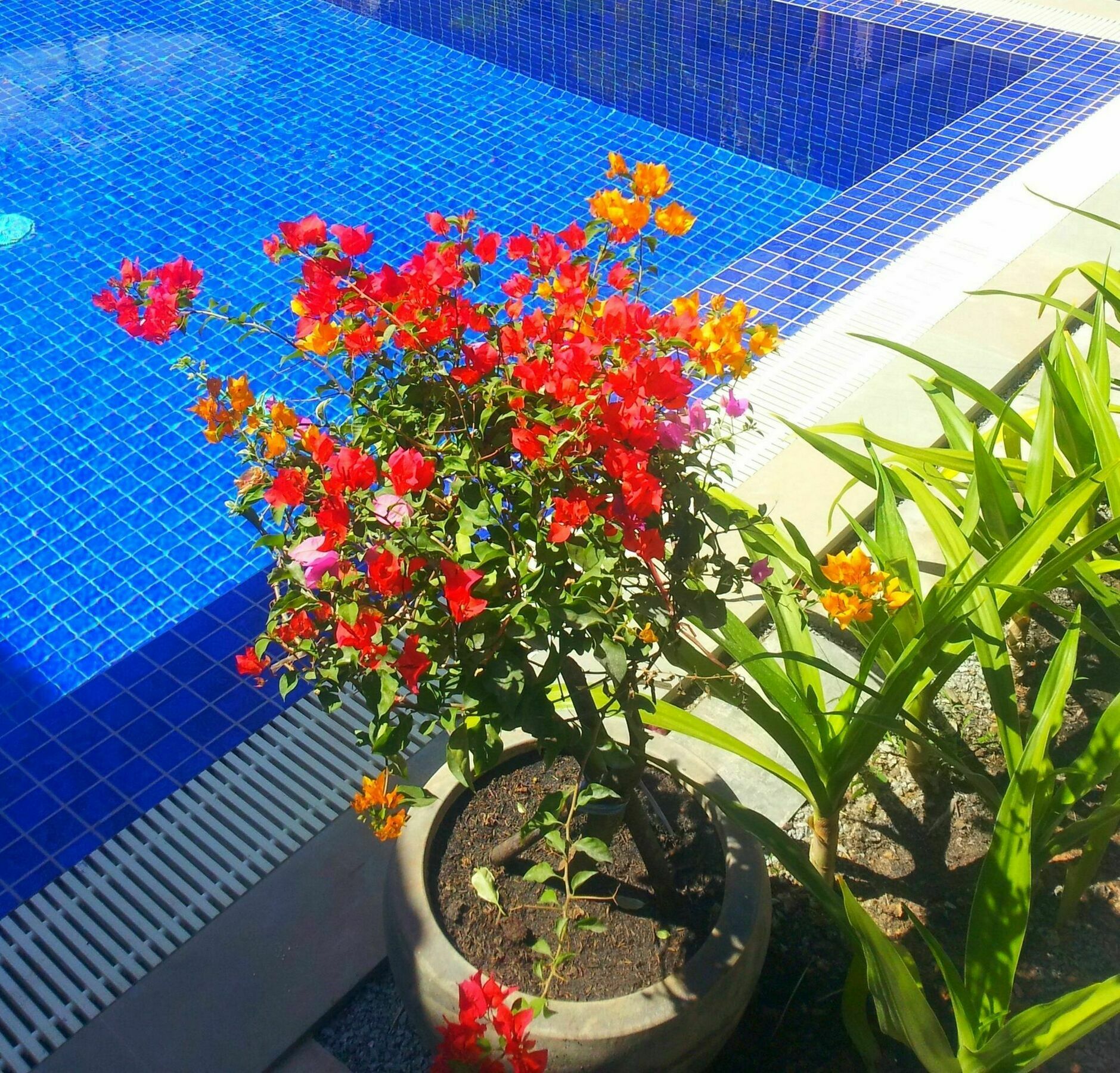Sweet Mango Villa Sziemreap Kültér fotó